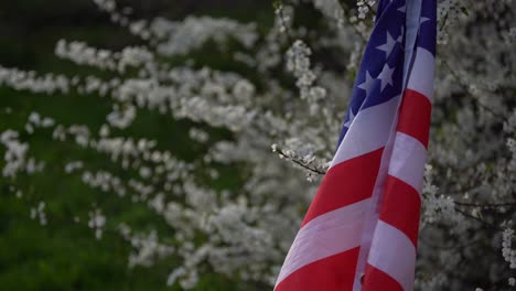 Weiße-Blumen-Am-Baum,-Frühlingsblüte.-Usa-Flagge