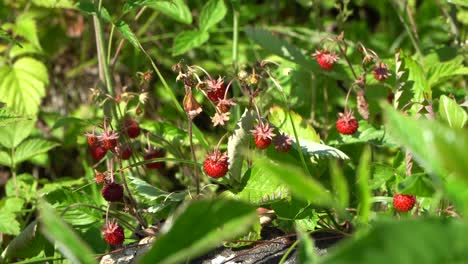 Wild-strawberry,-woodland-strawberry,-Alpine-strawberry,-Carpathian-strawberry,-European-strawberry
