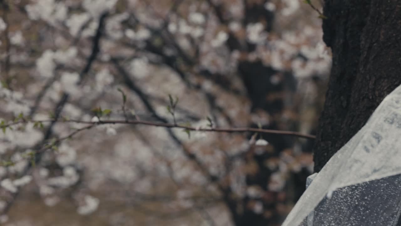 일본 도쿄 에서 비가 오는 날 에 투명 한 우산 뒤 에 꽃 이 피는 사쿠라 나무 가 드러난다