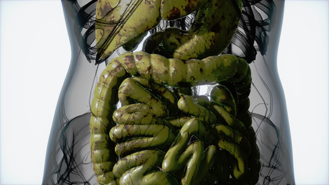 подробная анатомия пищеварительной системы человека