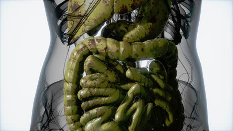 anatomía detallada del sistema digestivo humano