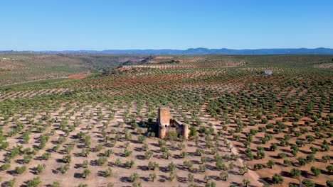 Aerial-view-of-the-medieval-castle-of-Aragonesa-in-the-olive-garden