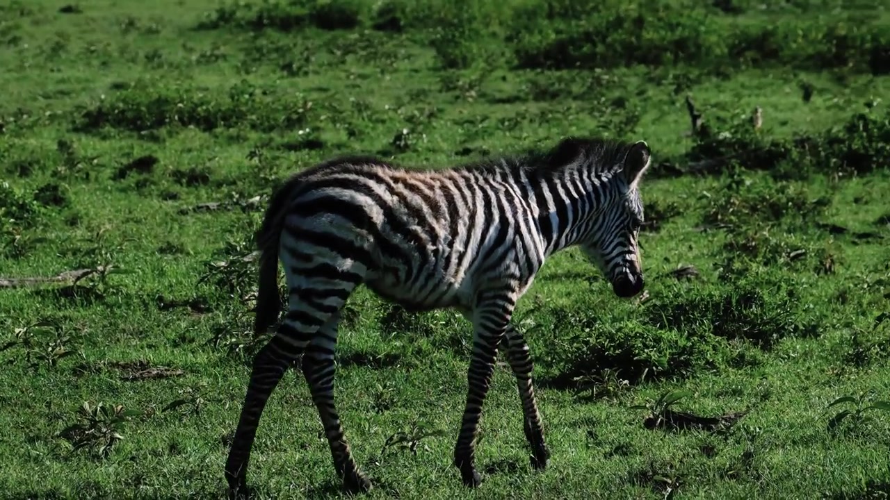 Giovane zebra che cammina attraverso le praterie della Riserva Nazionale Masai Mara in Kenya, mostrando la fauna selvatica africana in un habitat naturale di savana.