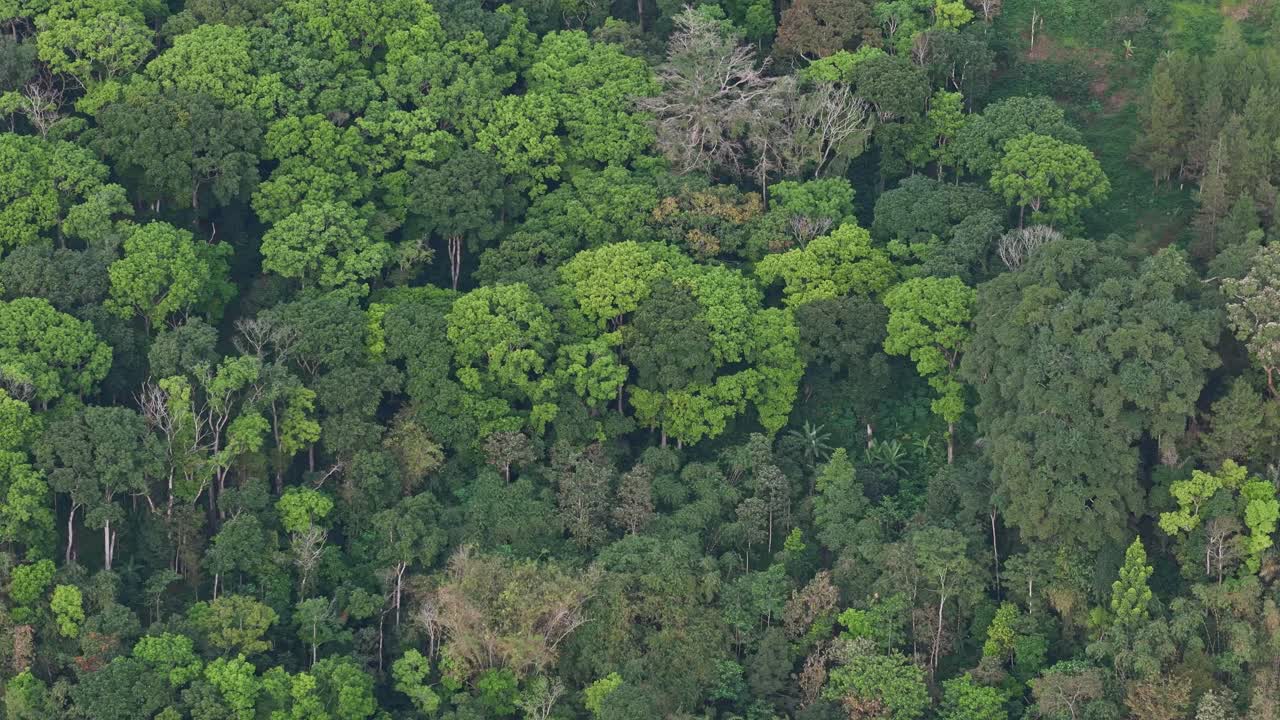 Beautiful drone footage of lush rainforest with layers of vegetation and natural wilderness, Indonesia tropical rain forest