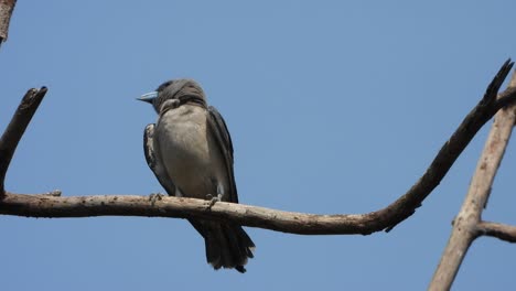 ashy woodswallow in tree