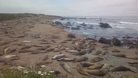 Gimbal-wide-panning-shot-of-the-Northern-Elephant-Seal-Rookery-in-San-Simeon,-California