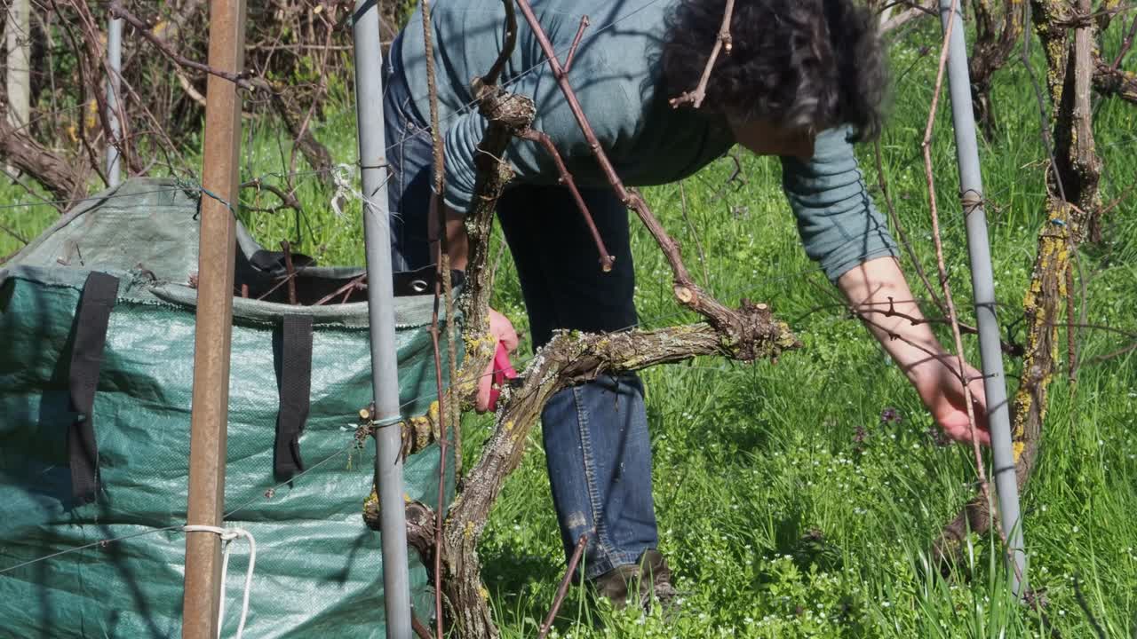 Adult caucasian woman farmer, partially visible, prunes dormant grapevines in a grassy vineyard during early growing season, with sparse foliage around, slow motio, static agricultural shot