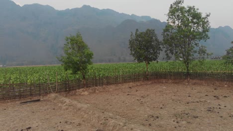 Drone-view-of-countryside-of-Laos-with-fresh-crops,-aerial