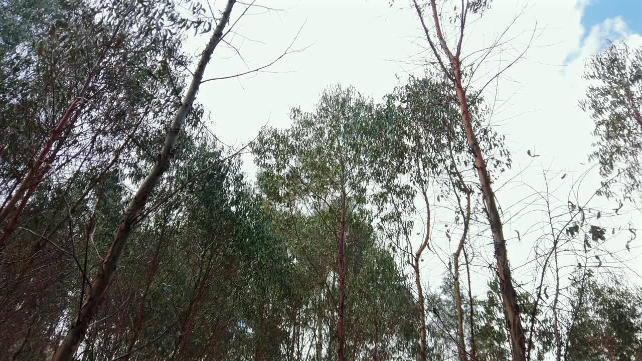 Tilt downward of trees and a woman from the back with a hat and a backpack, looking around the natural environment peacefully on a beautiful sunny day.