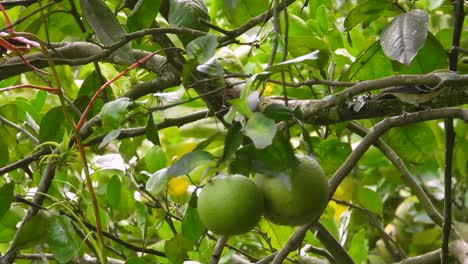 un enérgico pájaro cantor de vireo de hutton saltando de rama en rama en un árbol, la vega, colombia