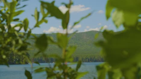 lake view through trees