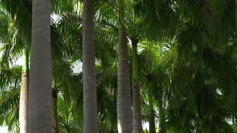 palmeras, brunch de árboles y hojas verdes.