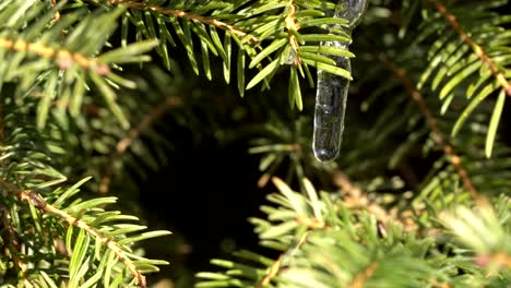 Gota-De-Agua-Del-Derretimiento-De-La-Nieve-En-Un-Nido-De-Pájaro-Picea,-Cambio-De-Estaciones-A-La-Primavera