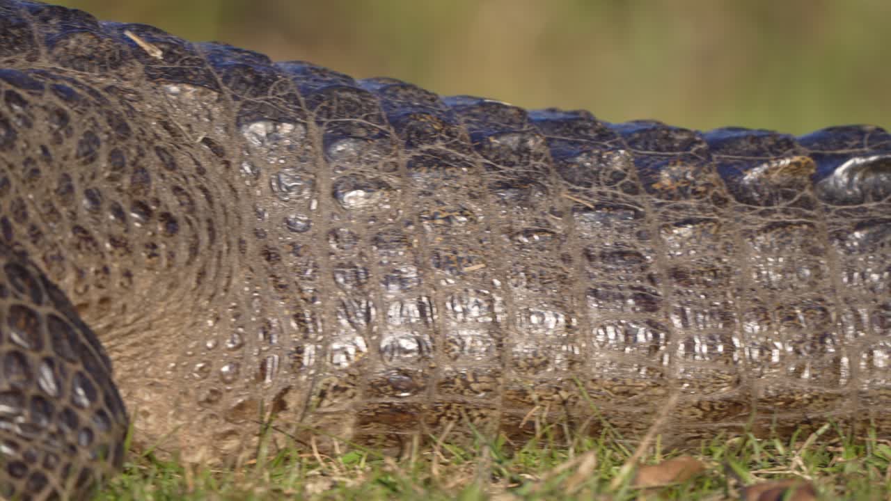 Close up side view of Yacare caiman textured skin, pan left reveal shot head and eyes, Ibera National Park, Corrientes, Argentina
