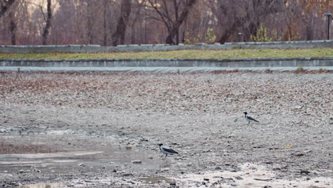 sparrow pecking and exploring damp gravel terrain near shallow puddles in quiet park area, surrounded by fallen leaves and rough textures under soft daylight, capturing serene bird activity in nature
