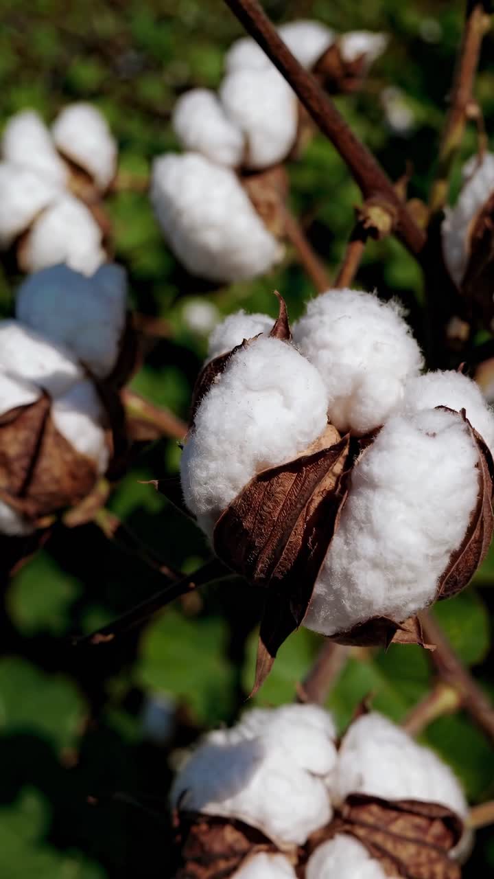 Close-up video of cotton plants, showcasing fluffy white cotton bolls against a blurred green