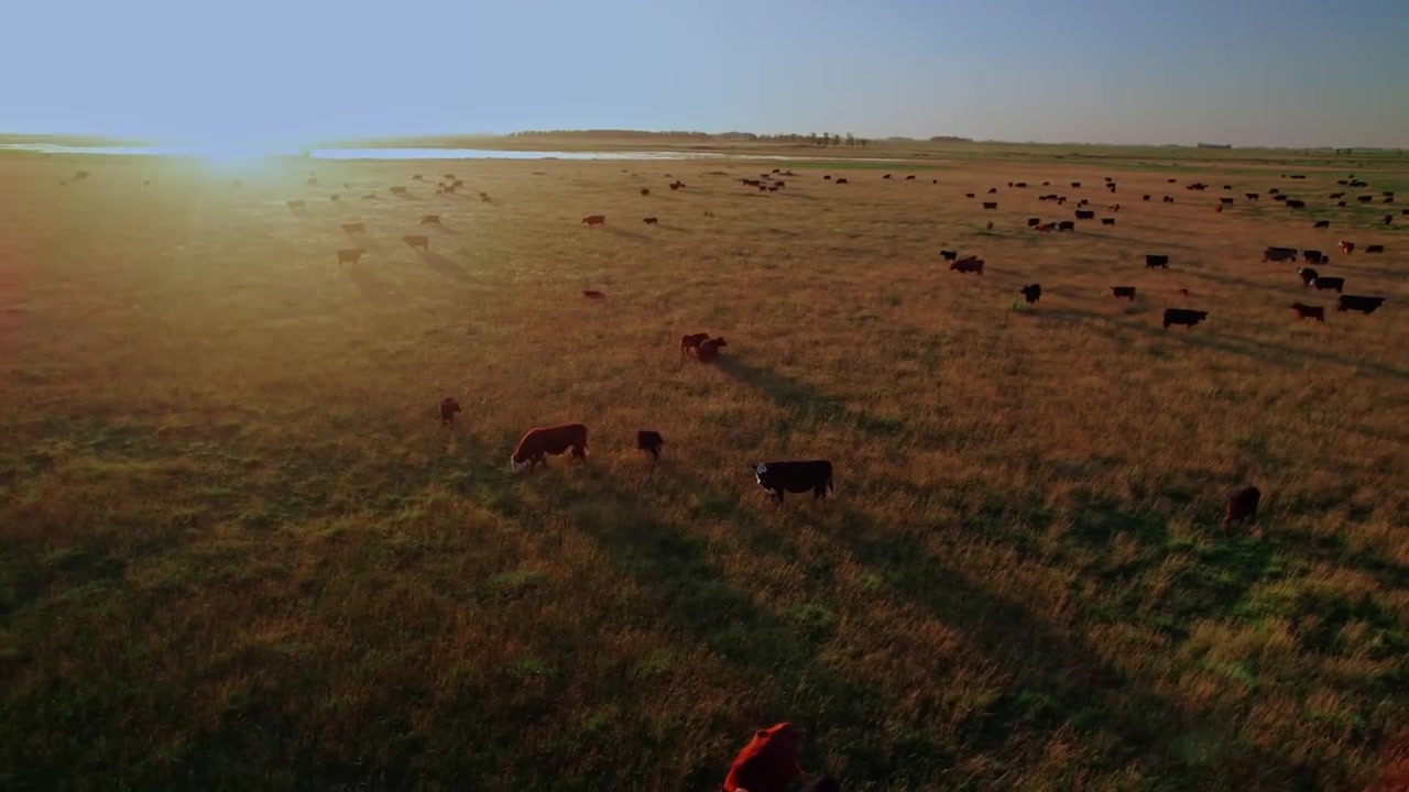 Ripresa con drone a bassa quota su una grande mandria di bovini che pascola in un vasto pascolo verde durante l'ora d'oro. Rivelazione cinematografica del tramonto con bagliore dell'obiettivo e lunghe ombre.