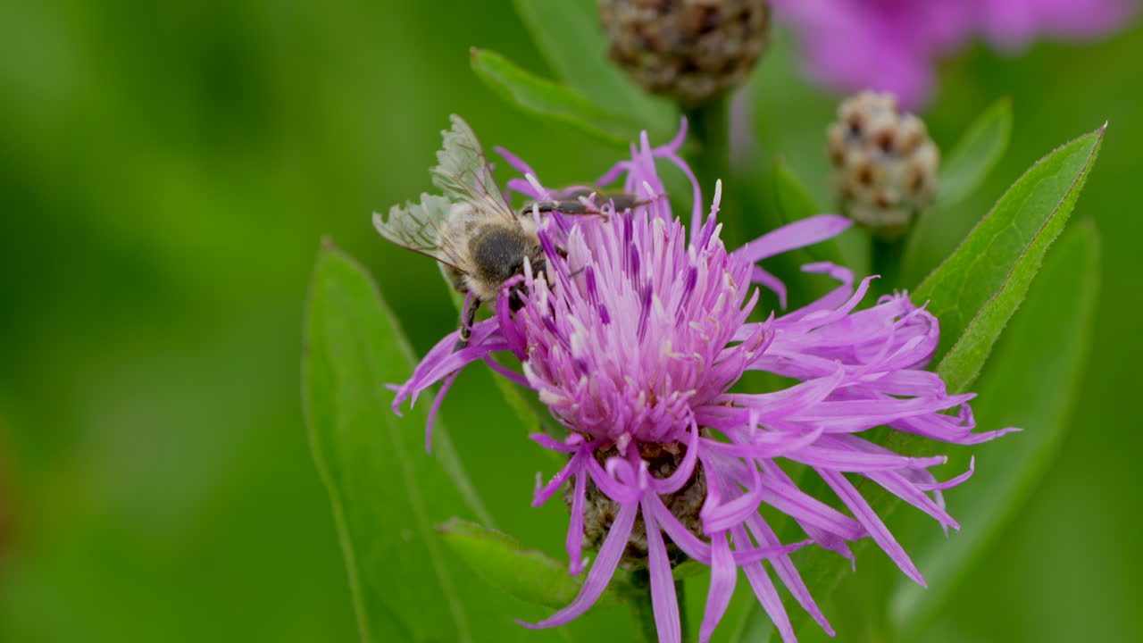 cámara lenta cerca de abeja salvaje trabajando en pétalo rosa y volando lejos