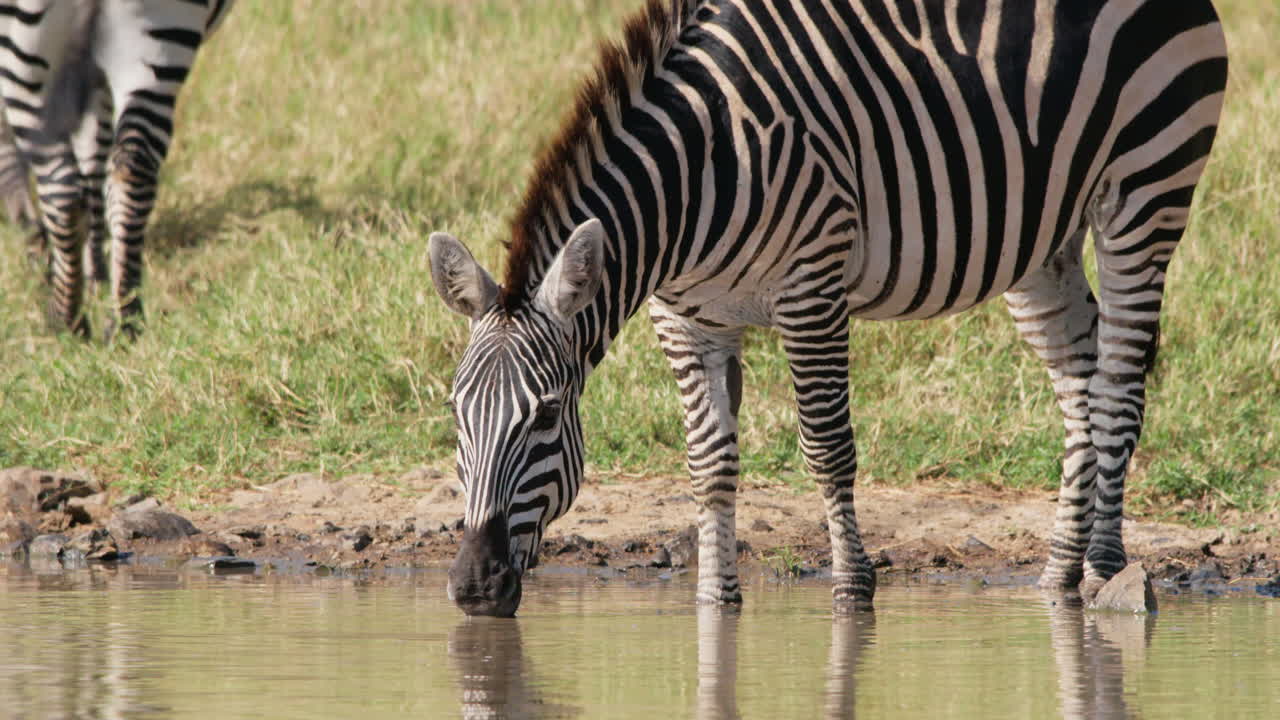 Zebra drikker vand ved vandhullet på savannen