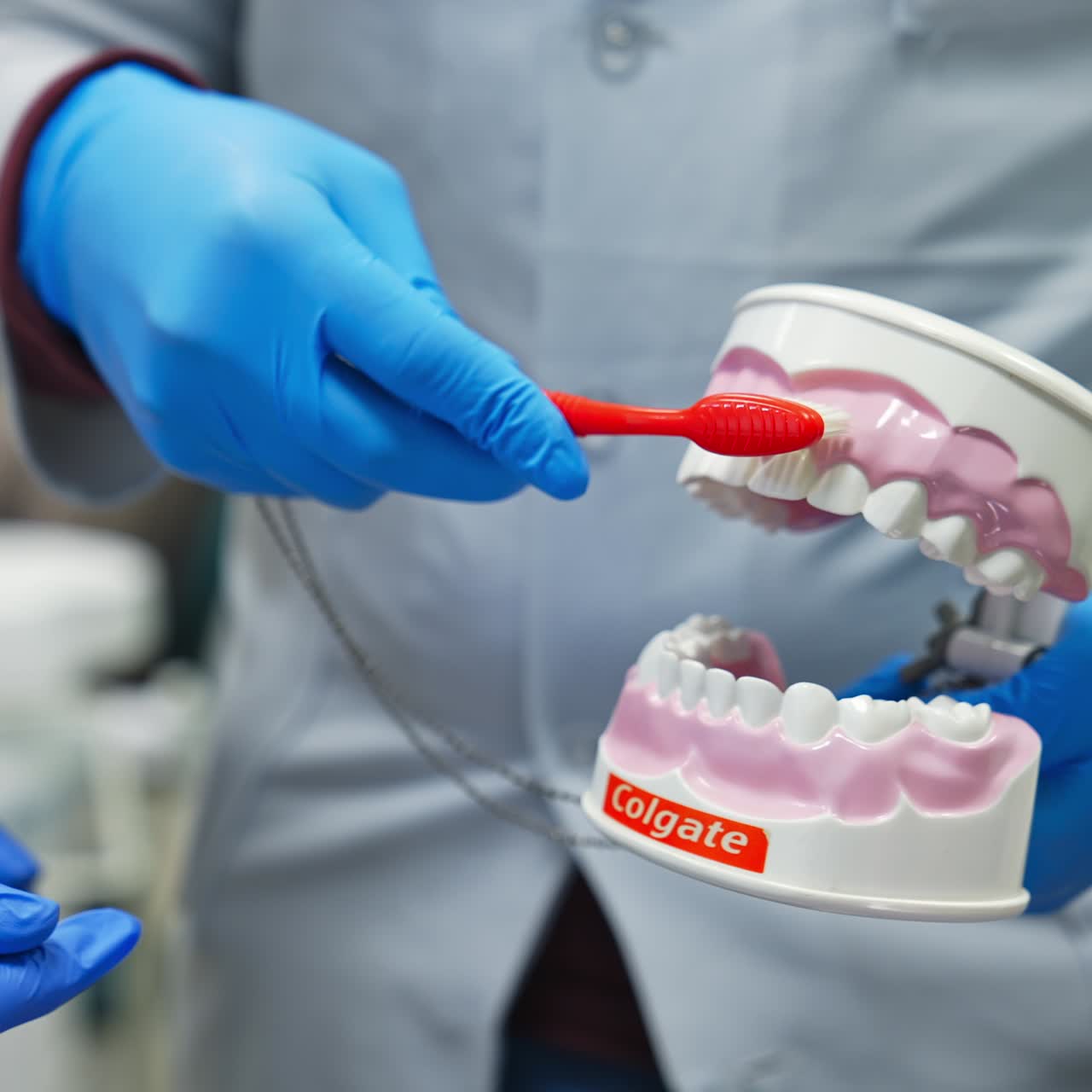 Plastic model of teeth in gloved hands. Example how to brush teeth correctly and safely is demonstrated. Close up
