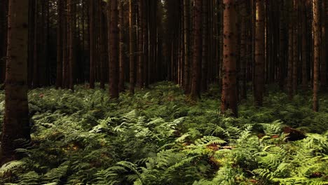 drone volando hacia adelante a través de un bosque de pinos soleado sobre los helechos