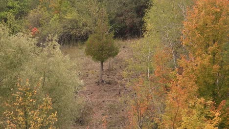 ornithologist pov watching flock of birds flying through the forest