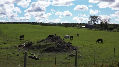 caballos de granja y vacas en hermosos pastos en el cierre aéreo de la colina