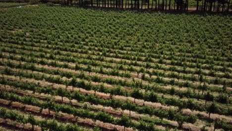 grapevines growing at vineyard in constantia, cape town, south africa