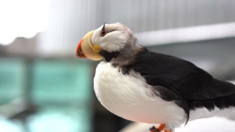 close-up-shot-of-Puffin-bird