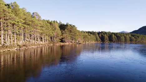 imágenes aéreas de drones que vuelan sobre la superficie de un lago congelado y cubierto de hielo en el parque nacional de cairngorms, escocia, con un bosque de pino silvestre nativo a lo largo de la orilla y un cielo azul claro