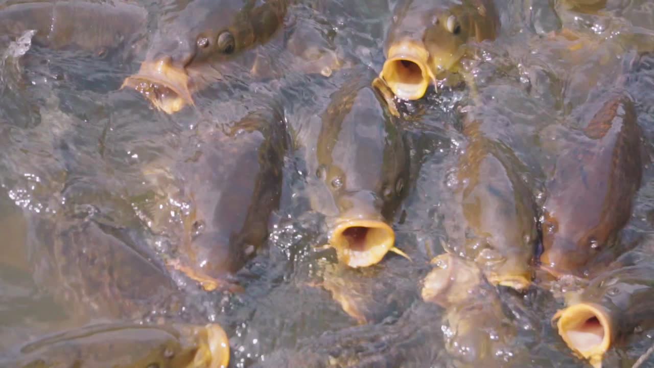 скопление карповых рыб, ищущих пищу с широко открытым ртом, выходя из воды