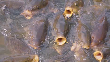 crowding of carp fish looking for food with wide-open mouth by coming out of water