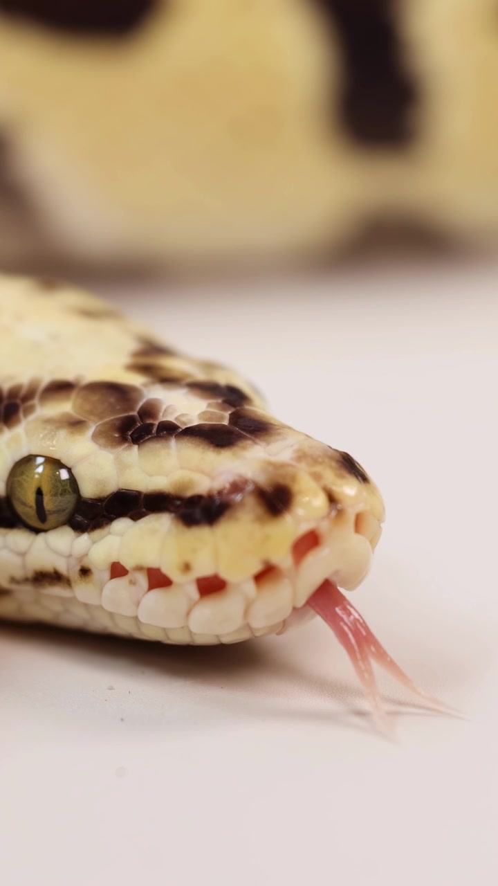 Un serpente del grano riposa su una superficie bianca sotto una luce soffusa, mostrando le sue squame e i suoi motivi dettagliati.