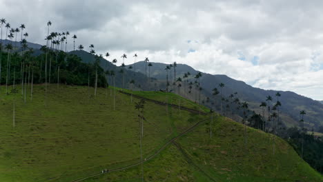 Luftdrohnenaufnahme-Des-Cocora-Tals,-Salento,-Kolumbien