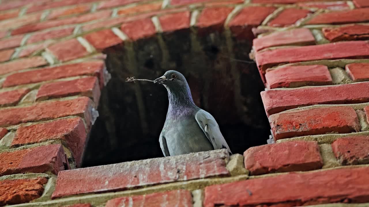 Pigeon against brick wall holding twig in beak with soft and tender posture