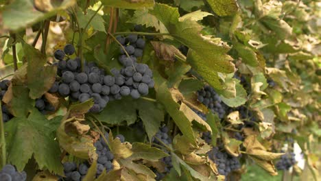 racimo de uvas othello en la plantación