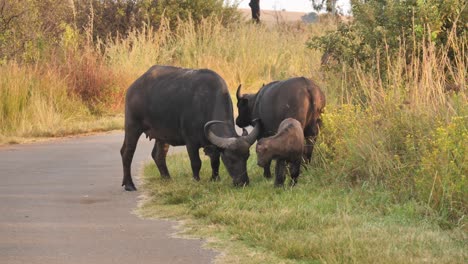 super happy newborn baby buffalo and its mom in africa