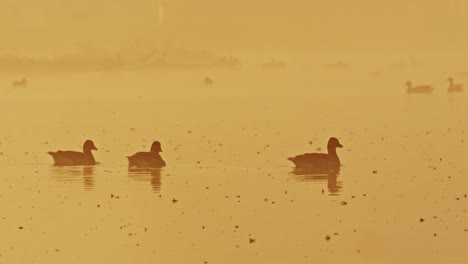 patos nadando en un río tranquilo, luz dorada del amanecer
