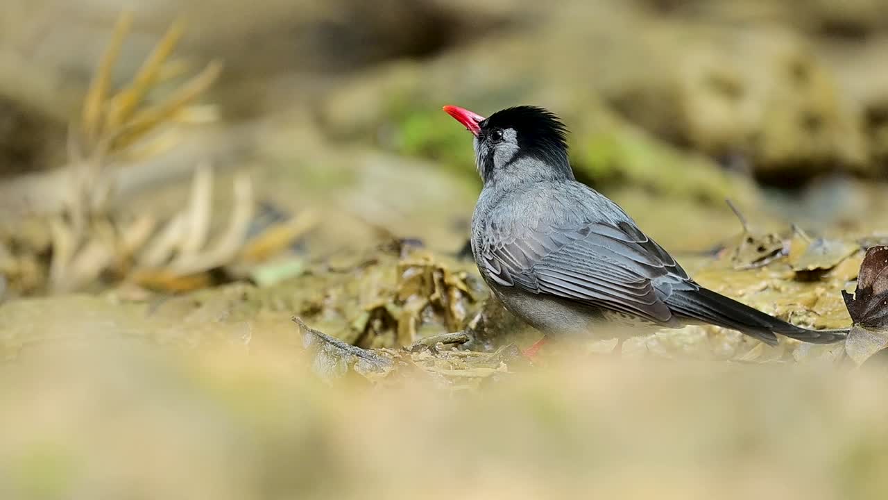 Primo piano dettagliato di un bulbul nero che inclina la testa all'indietro per ingoiare l'acqua, mostrando le fini trame della sua cresta arruffata