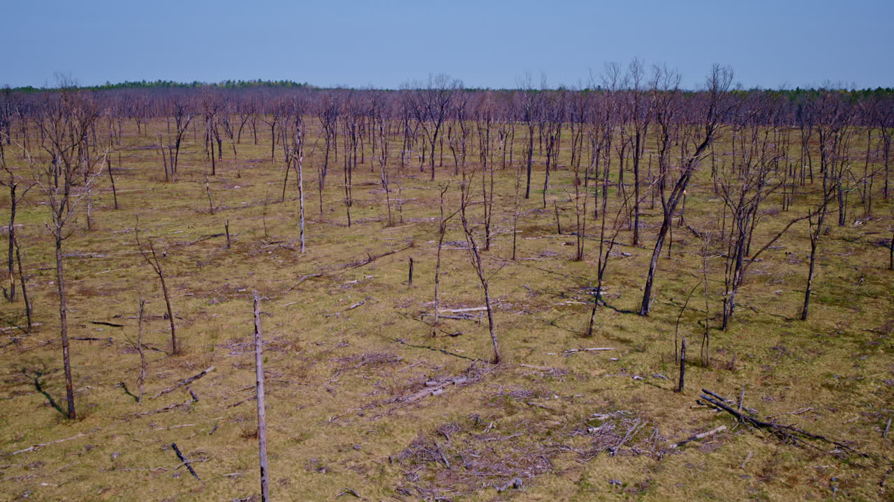 드론으로 촬영된 불타버린 숲의 영상입니다.