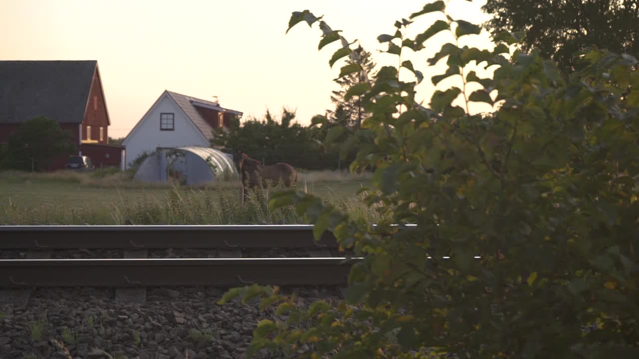 To heste hviler i eftermiddagssolen på græsmarken. Nogle huse i baggrunden