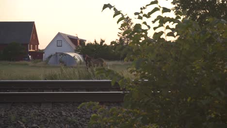 two horses is resting in the afternoon sun in the pasture. some houses in the background