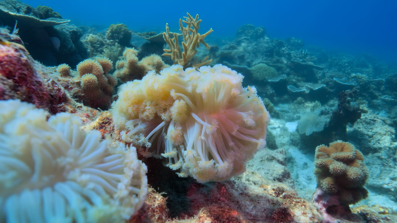 Underwater Coral Reef With Soft Corals, Vibrant Anemone Polyps Gently Pulsing Over Rocky Seafloor, Clear