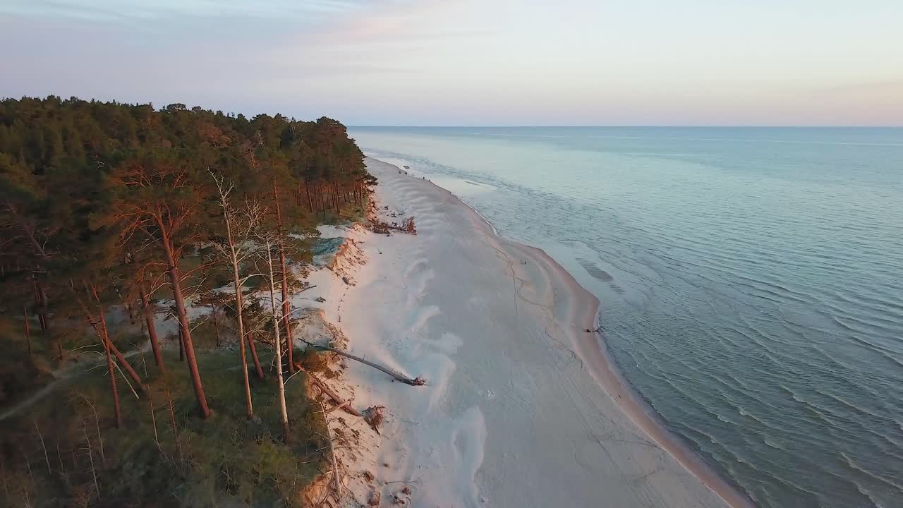 Aerial view of Baltic sea coast on a sunny evening, golden hour, steep seashore dunes damaged by waves, broken pine trees, coastal erosion, climate changes, wide angle drone shot moving forward