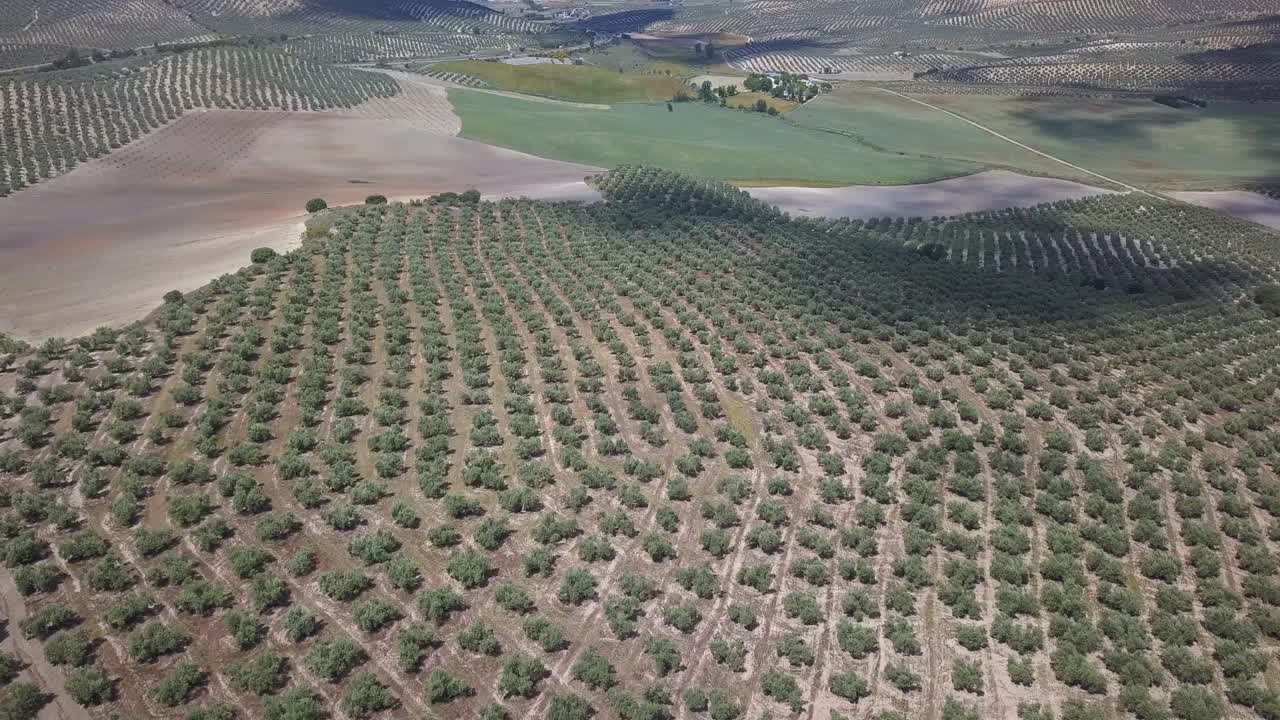 toma aérea de enormes campos de olivos en el sur de españa
