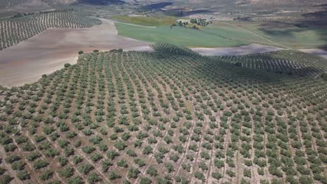 Luftaufnahme-Von-Riesigen-Olivenfeldern-Im-Süden-Spaniens