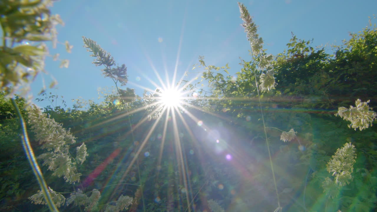 Sunshine over a blossom flower and green natural unpolluted clean vegetation. Sustainable lifestyle and meditative good vibes concept.