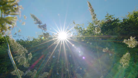 sunshine over a blossom flower and green natural unpolluted clean vegetation. sustainable lifestyle and meditative good vibes concept.