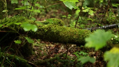 close-up of moss-covered branch in forest