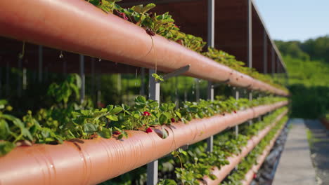 vertical strawberry farm